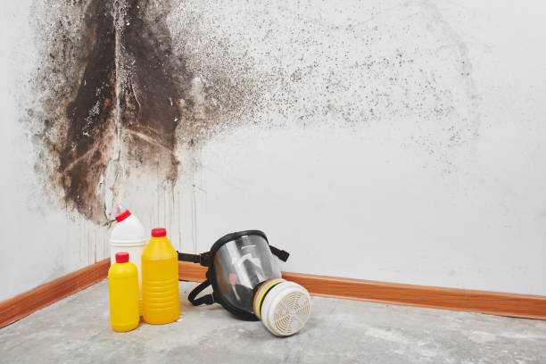 Best Mold Remediation Services  in Ashaway, RI