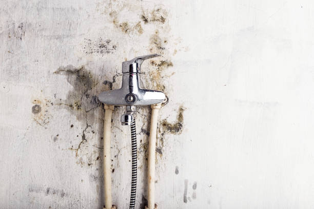 Best Black Mold Removal  in Ashaway, RI