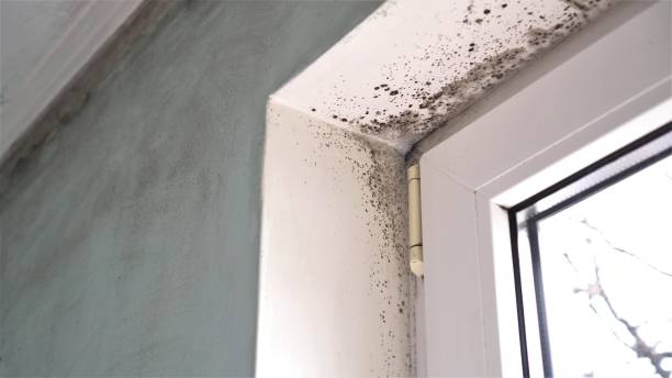 Best Commercial Mold Removal  in Ashaway, RI