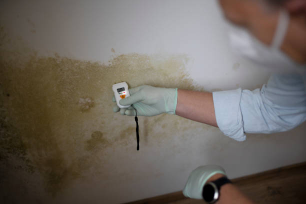 Best Same-Day Mold Removal  in Ashaway, RI