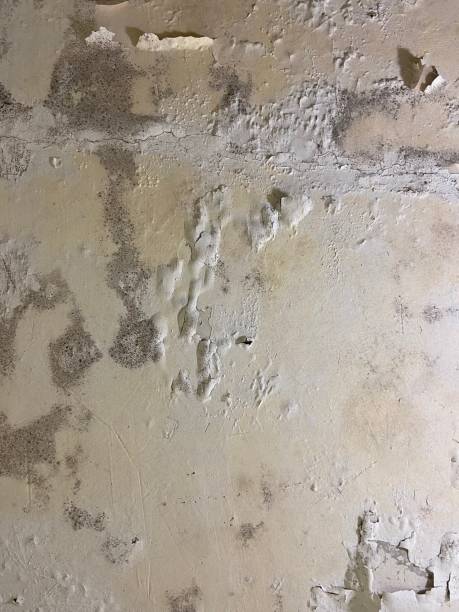 Best Emergency Mold Removal  in Ashaway, RI
