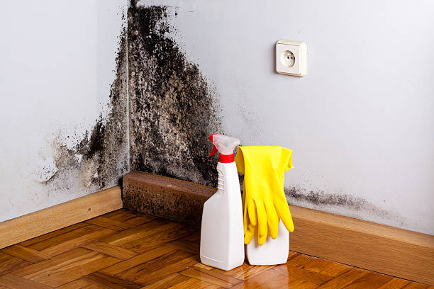 Best Mold Removal and Inspection  in Ashaway, RI