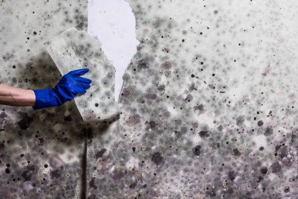 Best Attic Mold Removal  in Ashaway, RI